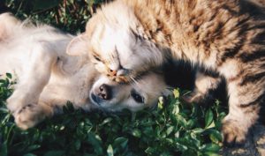 friends_cat_and_dog_cats_and_dogs_pet_domestic_dog_and_cat_together_together_adorable-656221